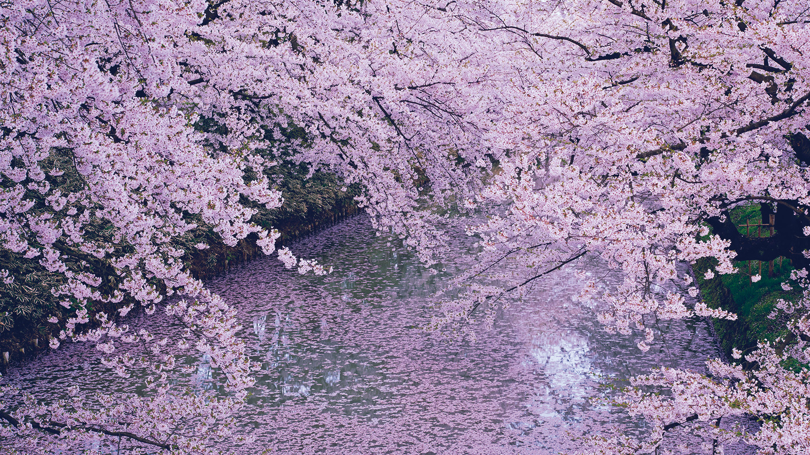『sakura散歩道』Natural Majesty Sanda City's Gorgeous Sakura Spots! | NEWS & TOPICS