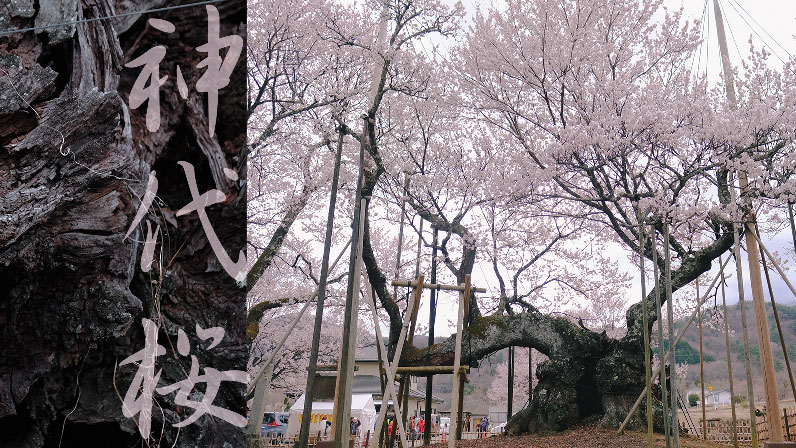 The 2,000-Year-Old Jindaizakura: Japan's Oldest Cherry Tree